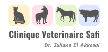 Clinique Veterinaire Safi